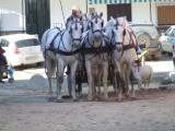 el rocio horses.JPG