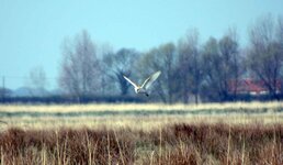 Barn-Owl-1.jpg