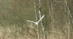 Barn-Owl-5.jpg