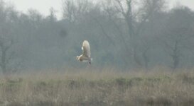 Barn-Owl-7.jpg