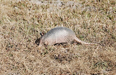 armadillo.jpg