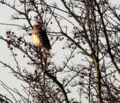 winter thrush 1.jpg