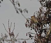 waxwing 1.jpg