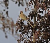 waxwing 2.jpg