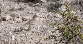 Crested Lark.jpg