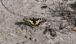 Swallowtail.jpg