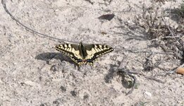 Swallowtail.jpg