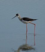 Black winged stilt [800x600].jpg