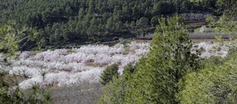 Almond blossom.jpg