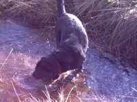 lucy at bradgate 033.jpg