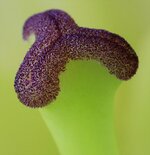 flower stamen.jpg