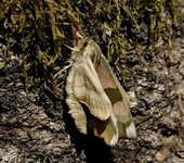 Lime Hawk Moth 1.jpg