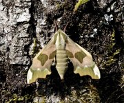 Lime Hawk Moth 2.jpg