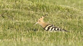 Hoopoe 1 small.jpg