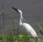 little egret 2.jpg