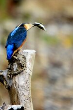 kingfisher_004.jpg