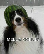 Melon Collie.jpg
