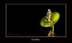 Flabellina_sp_A16_6148ff.jpg