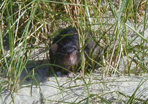 Sprite in dunes in Irelend.jpg