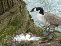 welford views and geese 028.jpg