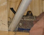 bird in nest in shed.jpg