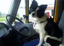 Dog Drive 6.jpg