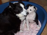 Jess (12yr) and Blue (8 weeks).jpg