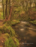 Golitha Falls Cornwall 5.jpg