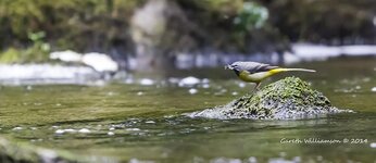 Grey Wagtail.jpg