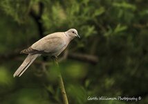 Collared Dove.jpg