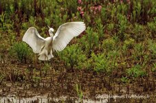 Little egret.jpg