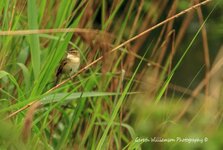 A Warbler.jpg