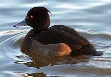 Tufted%20duck%20female.jpg