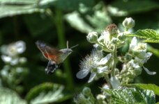 Humming bird moth 2.jpg