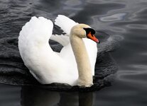 Swan.jpg