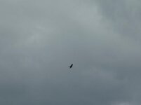 Geordie Red Kite..JPG