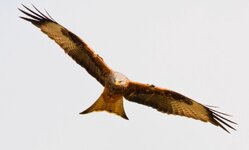 Red Kite-2 [800x600].jpg