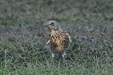 Fieldfare 1.jpg