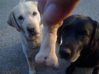 one biscuit, two dogs 1.jpg