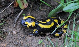 Salamander1.jpg