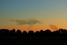a few starlings 1.jpg