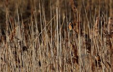 bearded tit 1.jpg