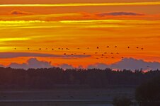 Cranes Lac du Der [800x600].jpg