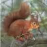 squirrel