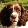 English Springer