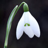 uzsnowdrop