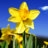Optimistic Daffodil