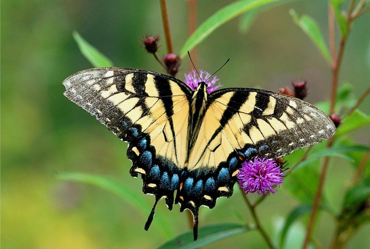 lep_tiger_swallowtail_butterfly06.JPG