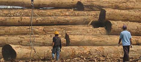 logs_indonesia_surabaya_por_6925.jpg