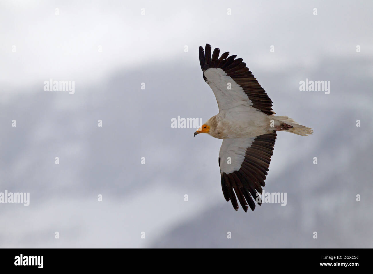 egyptian-vulture-neophron-percnopterus-in-flight-pyrenees-aragon-spain-DGXC50.jpg